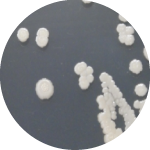短小芽孢桿菌